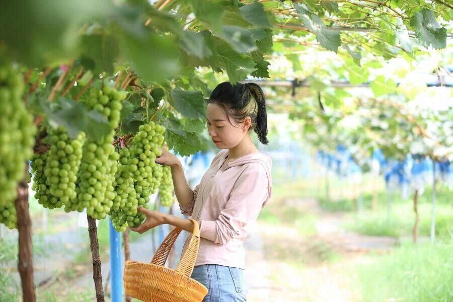 “甜蜜”圈粉！攀枝花葡萄香飘香港-2.jpg