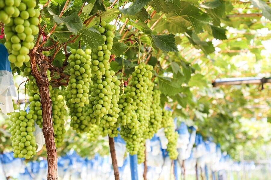 “甜蜜”圈粉！攀枝花葡萄香飘香港-1.jpg