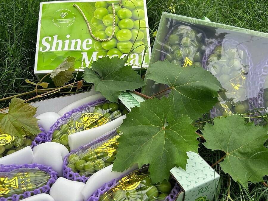 “甜蜜”圈粉！攀枝花葡萄香飘香港-5.jpg