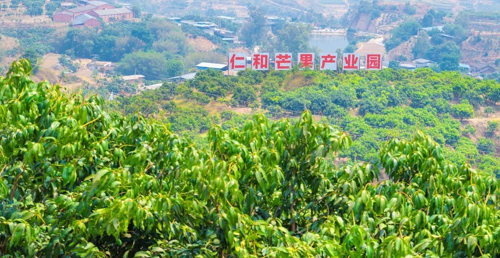 攀枝花芒果家族全家福，看这里→-2.jpg