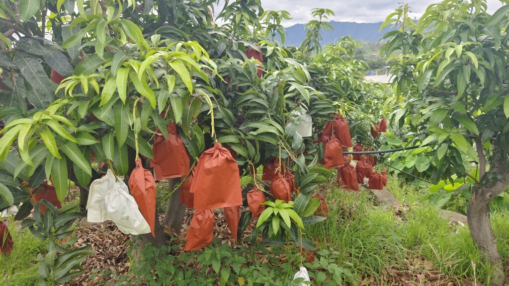 攀枝花芒果家族全家福，看这里→-3.jpg