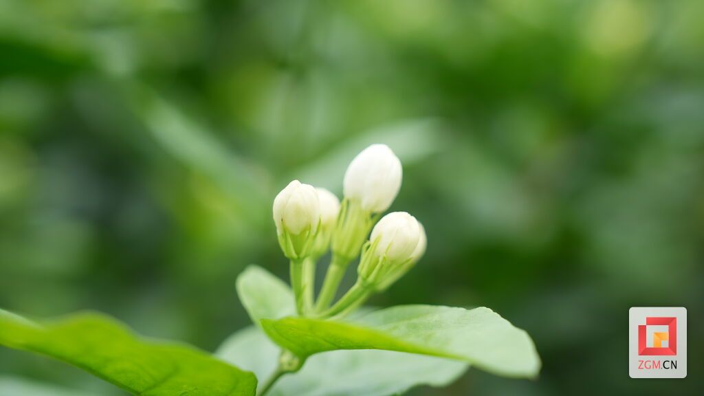 中国花茶之乡荣县开启“芬芳产业”新赛道-1.jpg