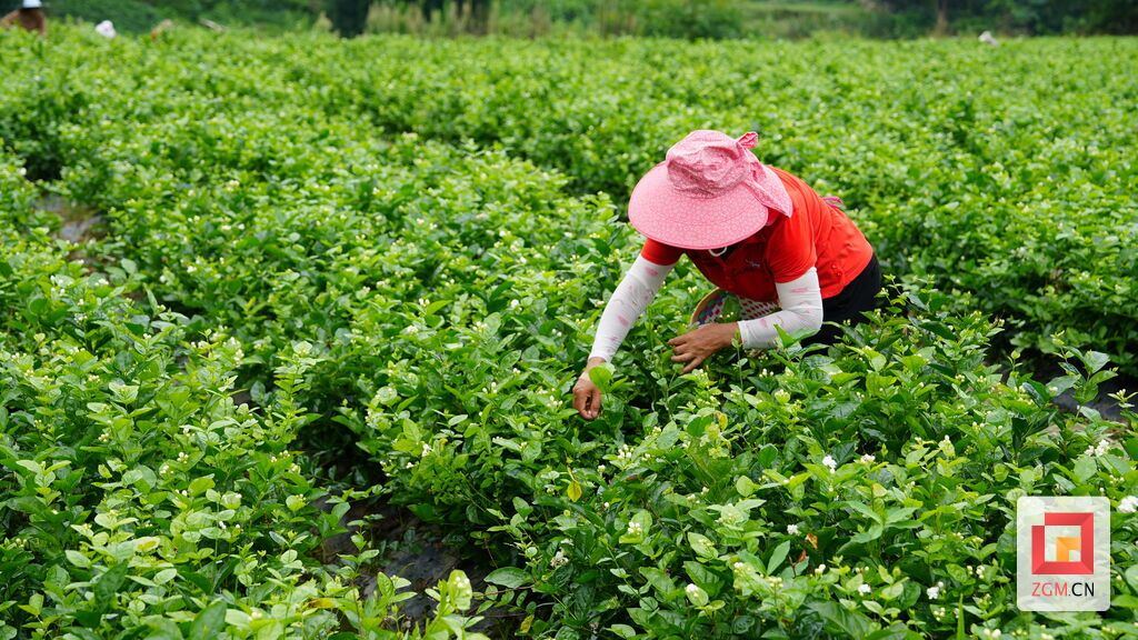 中国花茶之乡荣县开启“芬芳产业”新赛道-2.jpg