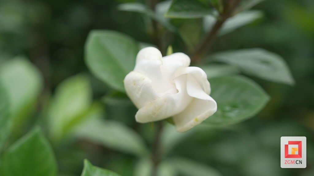 中国花茶之乡荣县开启“芬芳产业”新赛道-3.jpg