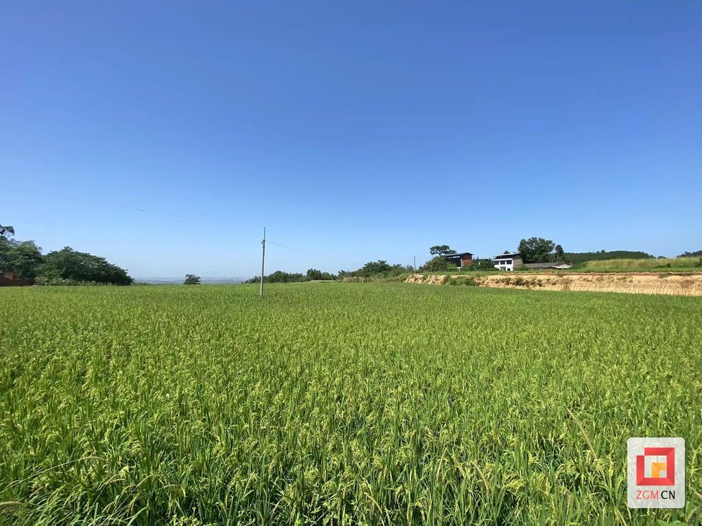 荣县水稻播栽面积较去年增加8000亩 增粮990万斤-2.jpg
