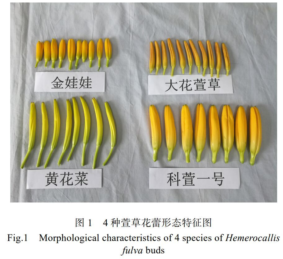 这种菜正大量上市，但可能让人中毒！正确吃法→-1.jpg