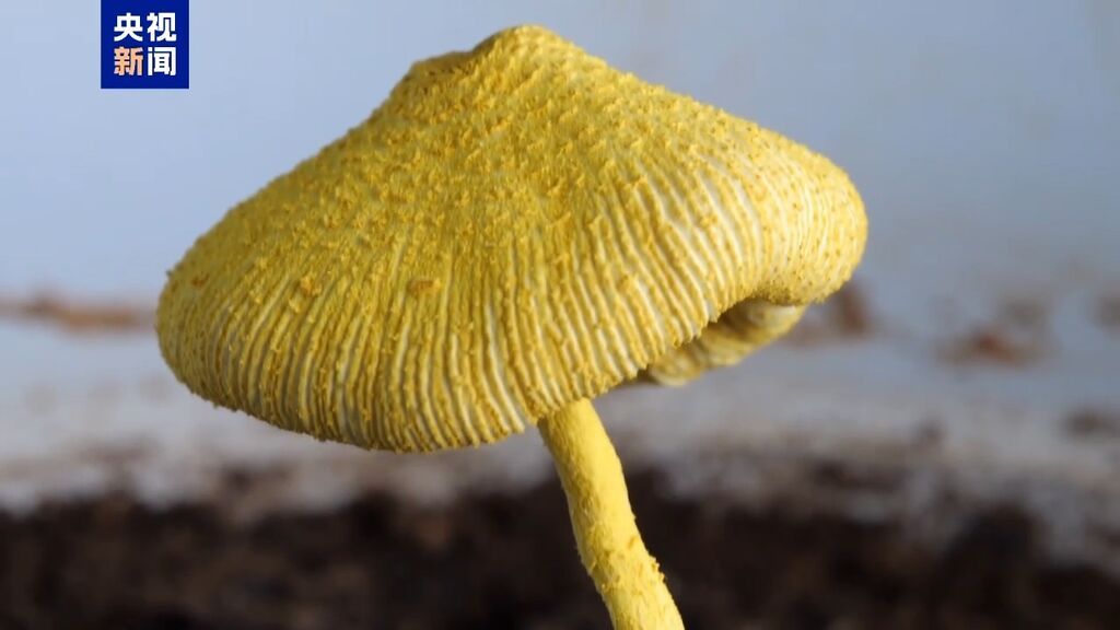 家里花盆长出可爱小蘑菇？乱碰可能中毒！-1.jpeg
