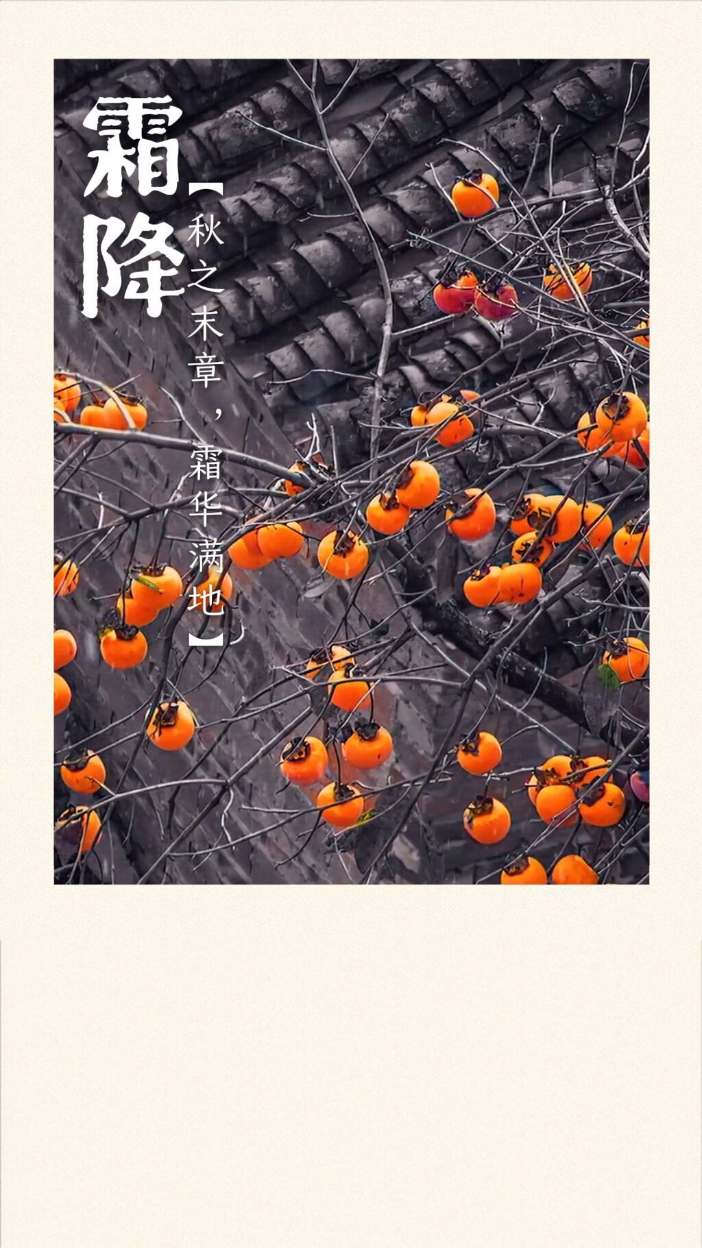 今日霜降，好“柿”成“霜”！-1.jpg
