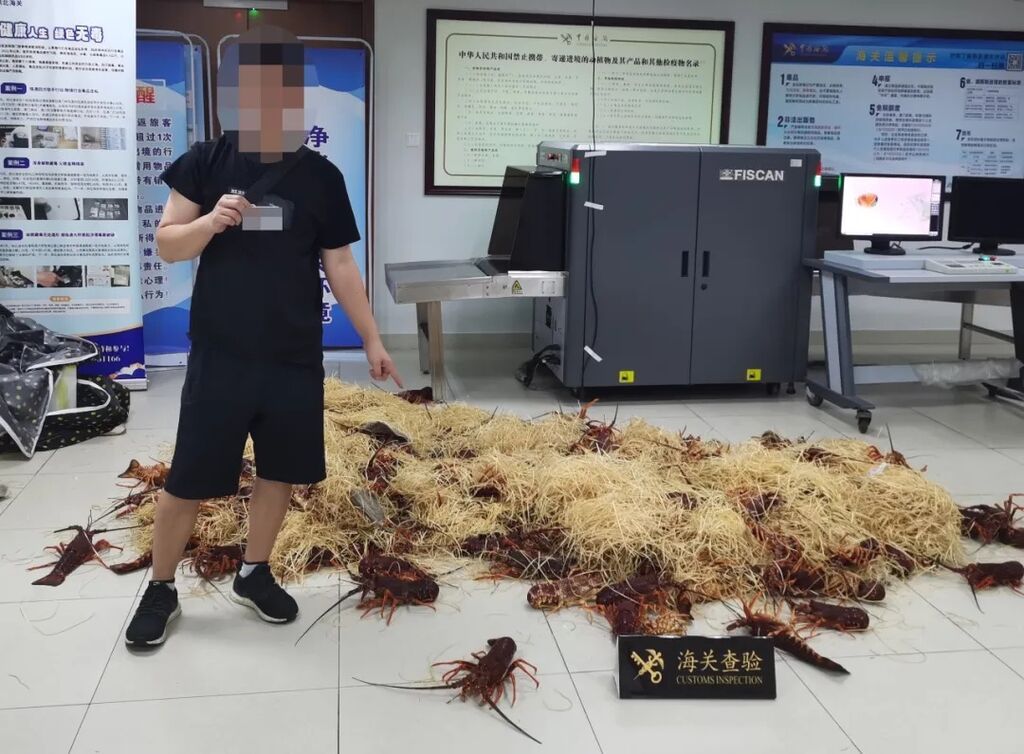 港珠澳大桥海关查获一起跨境客车司机违规携带鲜活龙虾进境案-1.jpg