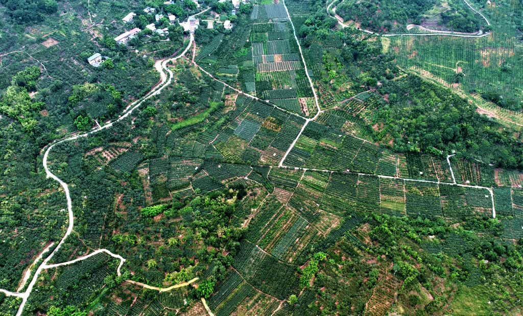 四川仁寿：小小水果 绘出共“富”好“丰”景-4.jpg