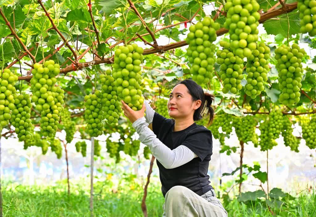 四川仁寿：小小水果 绘出共“富”好“丰”景-8.jpg