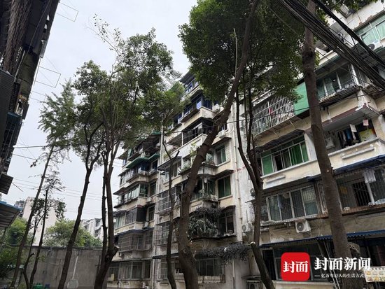大树被砍成树桩 家属委员会：树木占用部分消防通道、压电线-2.jpg