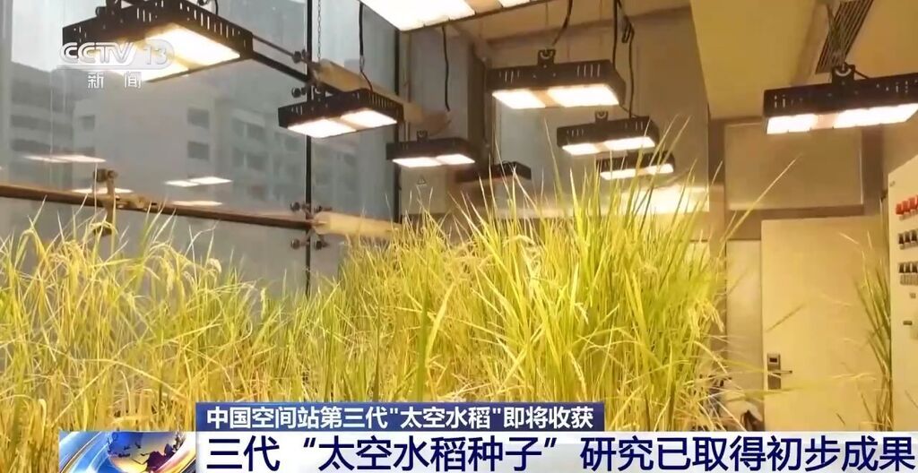 期待！中国空间站第三代“太空水稻”即将收获-1.jpg