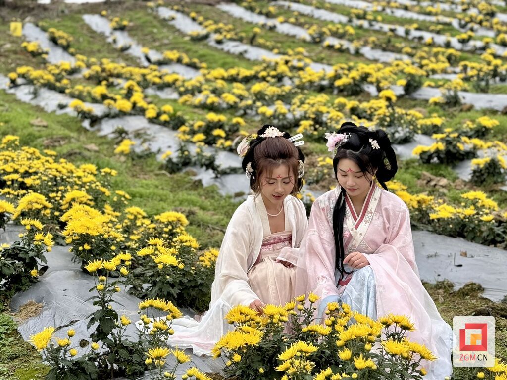 快来打卡！荣县东兴镇菊花“金”彩盛放-1.jpg