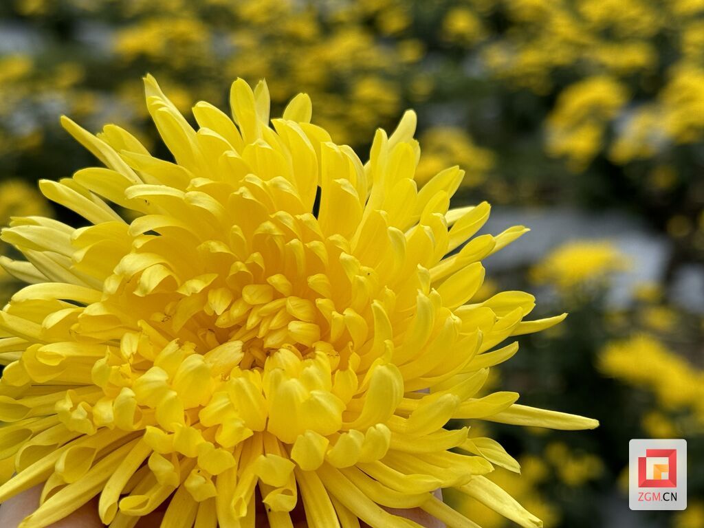 快来打卡！荣县东兴镇菊花“金”彩盛放-2.jpg