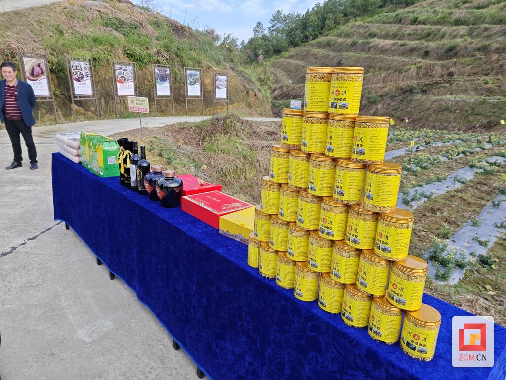 快来打卡！荣县东兴镇菊花“金”彩盛放-3.jpg