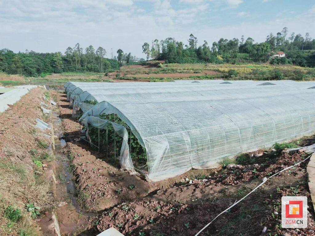 【自贡果蔬派】联络镇中心村：集体种黄瓜 村民增收干劲足-2.jpg