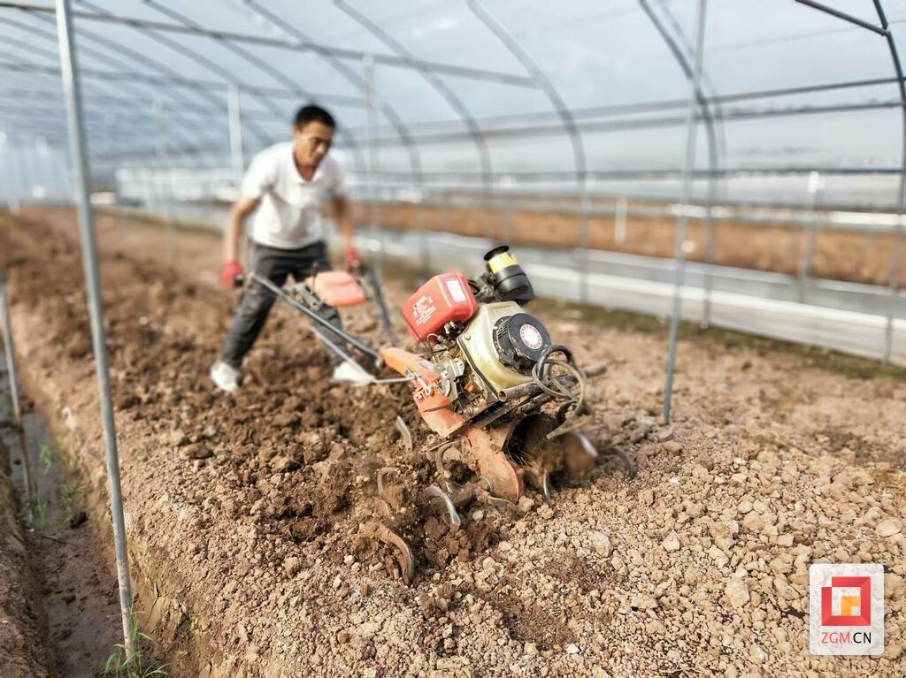 【自贡果蔬派】联络镇中心村：集体种黄瓜 村民增收干劲足-5.jpg