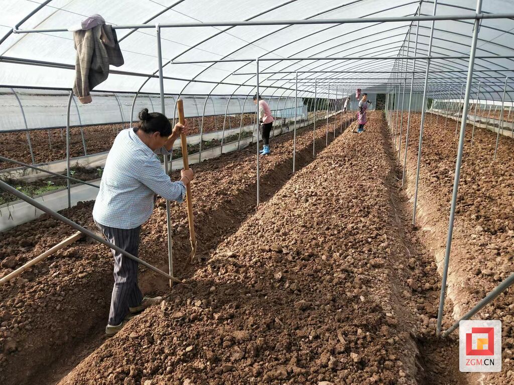 【自贡果蔬派】联络镇中心村：集体种黄瓜 村民增收干劲足-6.jpg