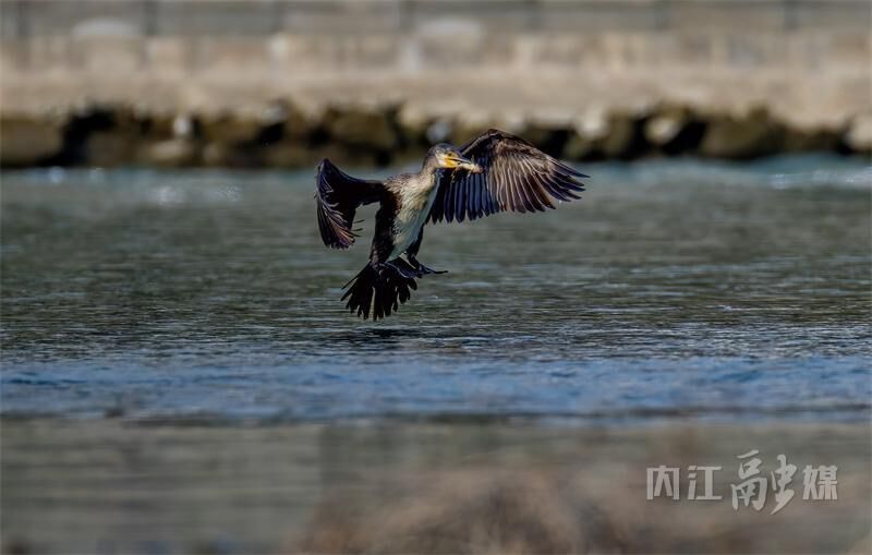 治愈！沱江资中段飞来一群国家二级保护动物-2.jpg