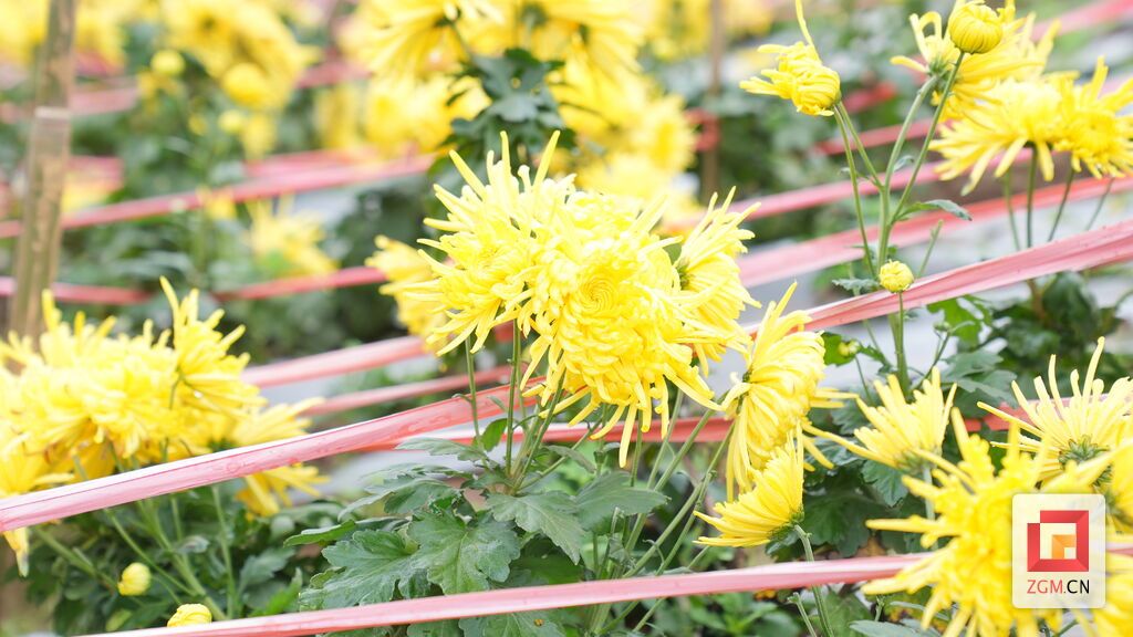 菊色满园韵兴隆 兴隆镇菊花花开正艳 等您来赏-4.jpg