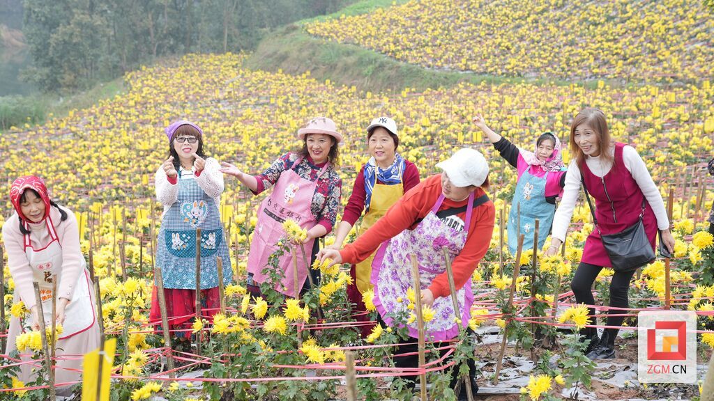 菊色满园韵兴隆 兴隆镇菊花花开正艳 等您来赏-1.jpg