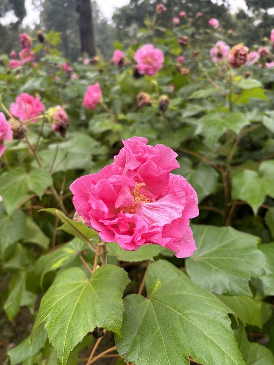 芙蓉初冬也能开，新品种花期长达180多天！-1.jpg