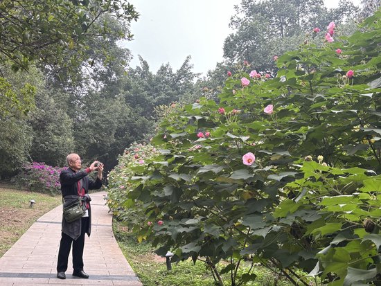 芙蓉初冬也能开，新品种花期长达180多天！-2.jpg