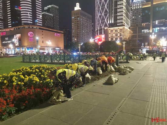 成都开启冬季换花，这些花卉首次现身城市绿化带→-1.jpg