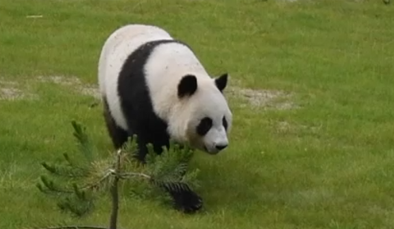 旅芬大熊猫“华豹”“金宝宝”平安回国-2.png