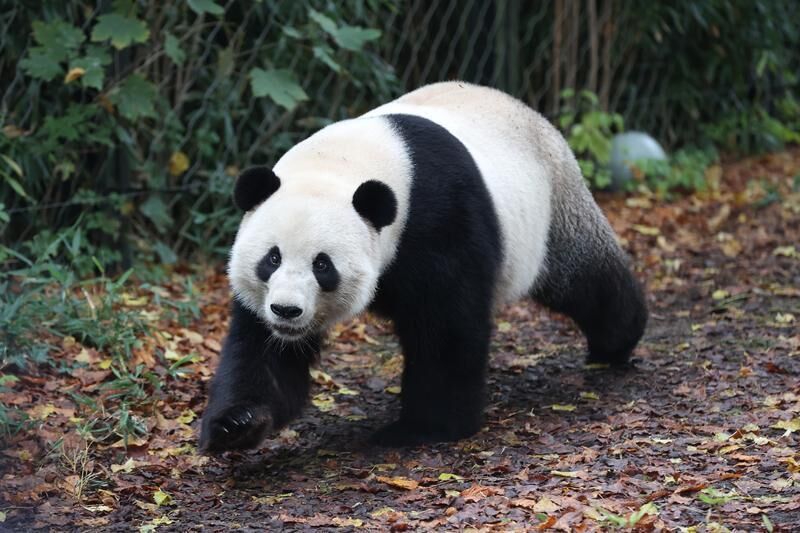 ​欢迎回家！三只旅比大熊猫平安落地成都-2.jpg