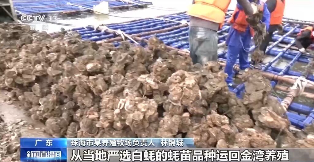 江门到珠海仅需30分钟！黄茅海跨海通道极大便利两地物流运输-1.jpg