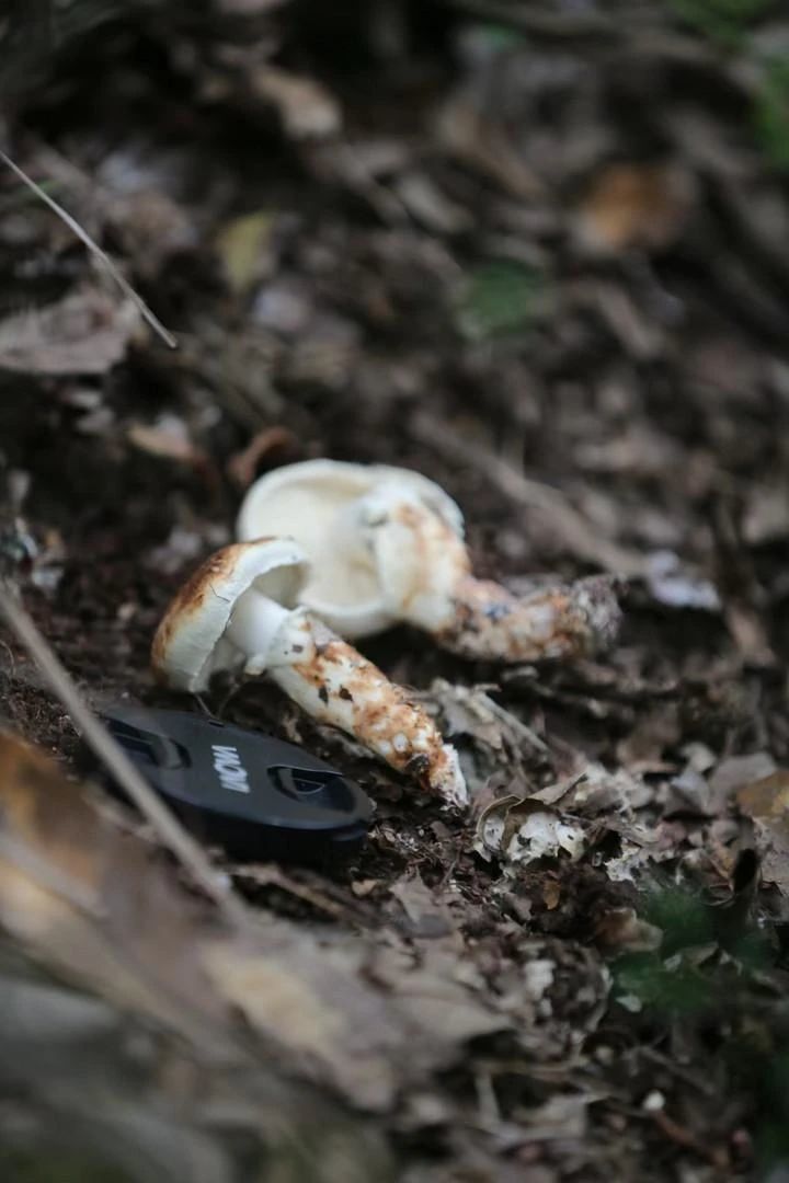 成都发现大型真菌新物种，专家：属可食用真菌-2.jpg