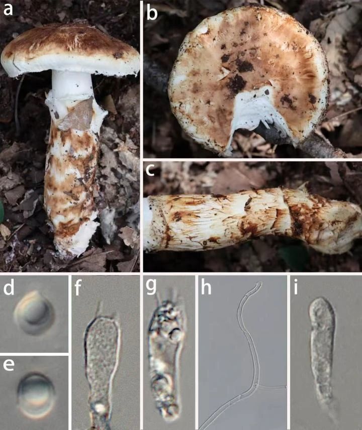 成都发现大型真菌新物种，专家：属可食用真菌-3.jpg