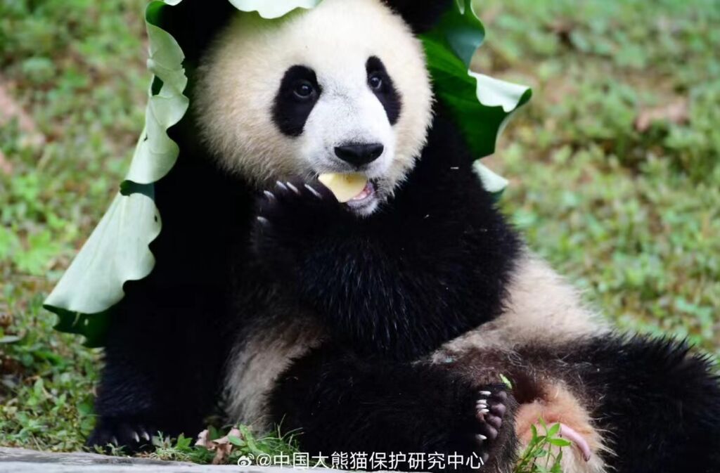 大熊猫“安宝”确诊脑积水 手术成功正在康复中-1.jpg