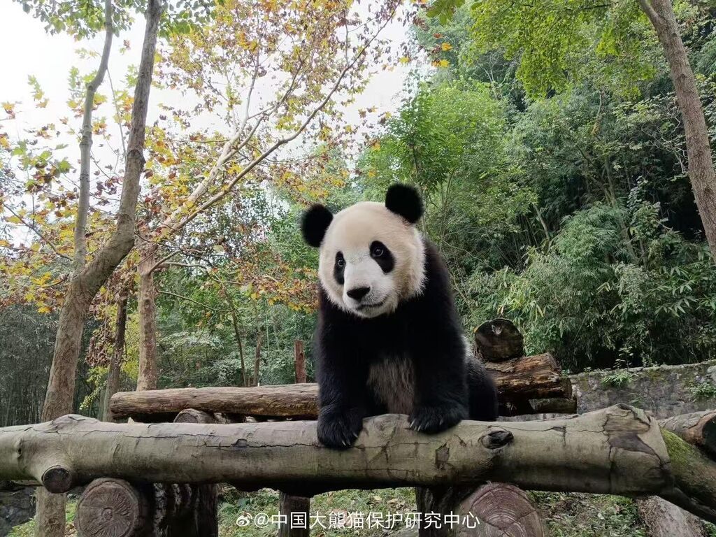 大熊猫“安宝”确诊脑积水 手术成功正在康复中-3.jpg