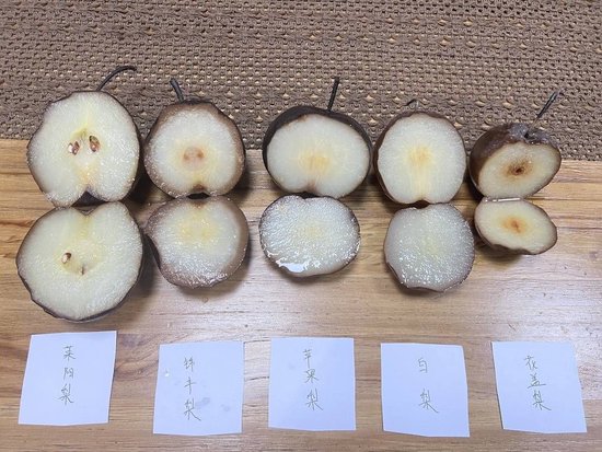 成都街头出现“冻梨”骗局 这些黑梨有何来历？-7.jpg