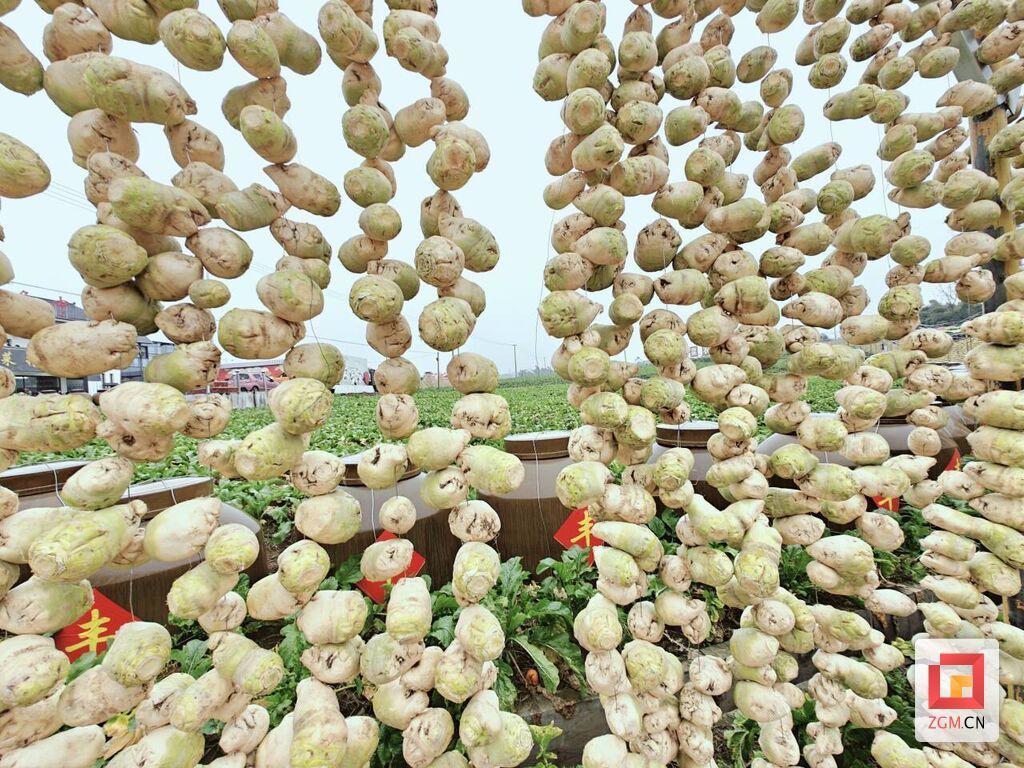 “中国大头菜之乡”举办第四届大头菜丰收节-2.jpg