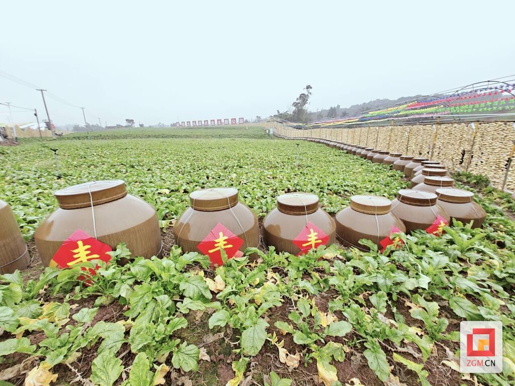 “中国大头菜之乡”举办第四届大头菜丰收节-4.jpg