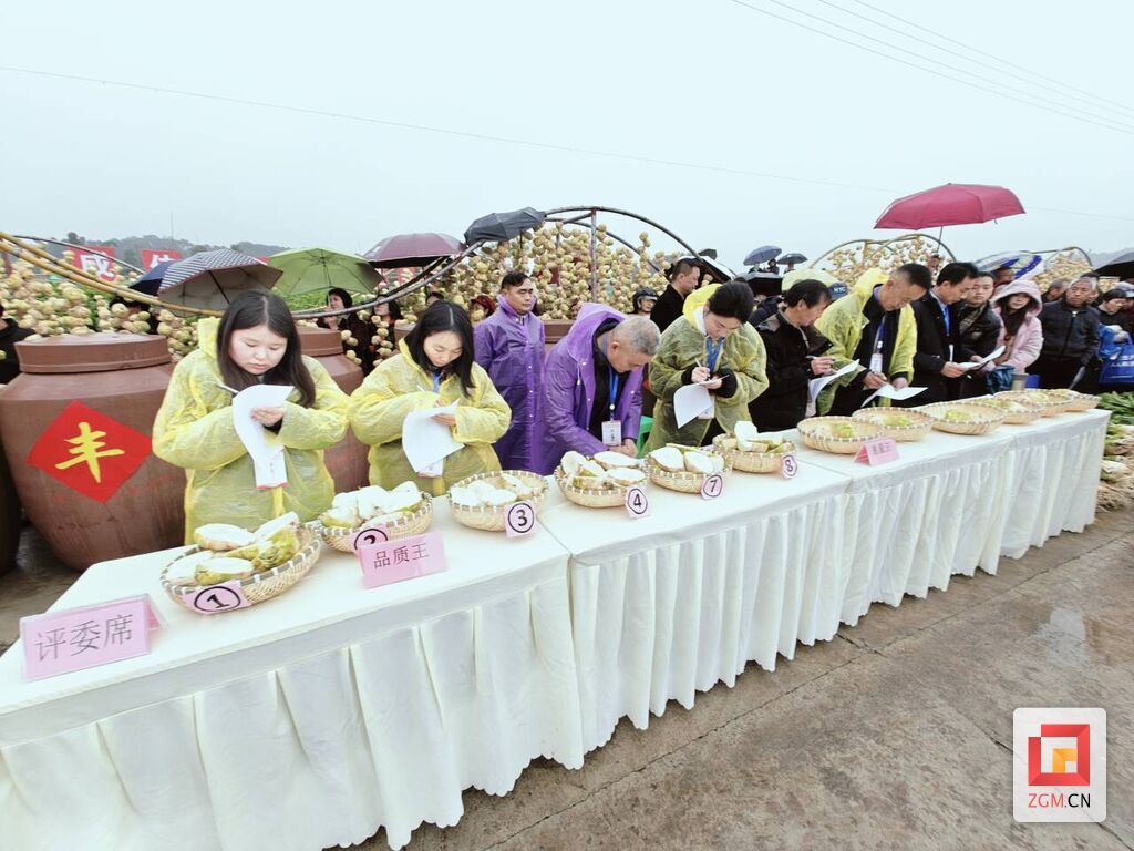 “中国大头菜之乡”举办第四届大头菜丰收节-3.jpg
