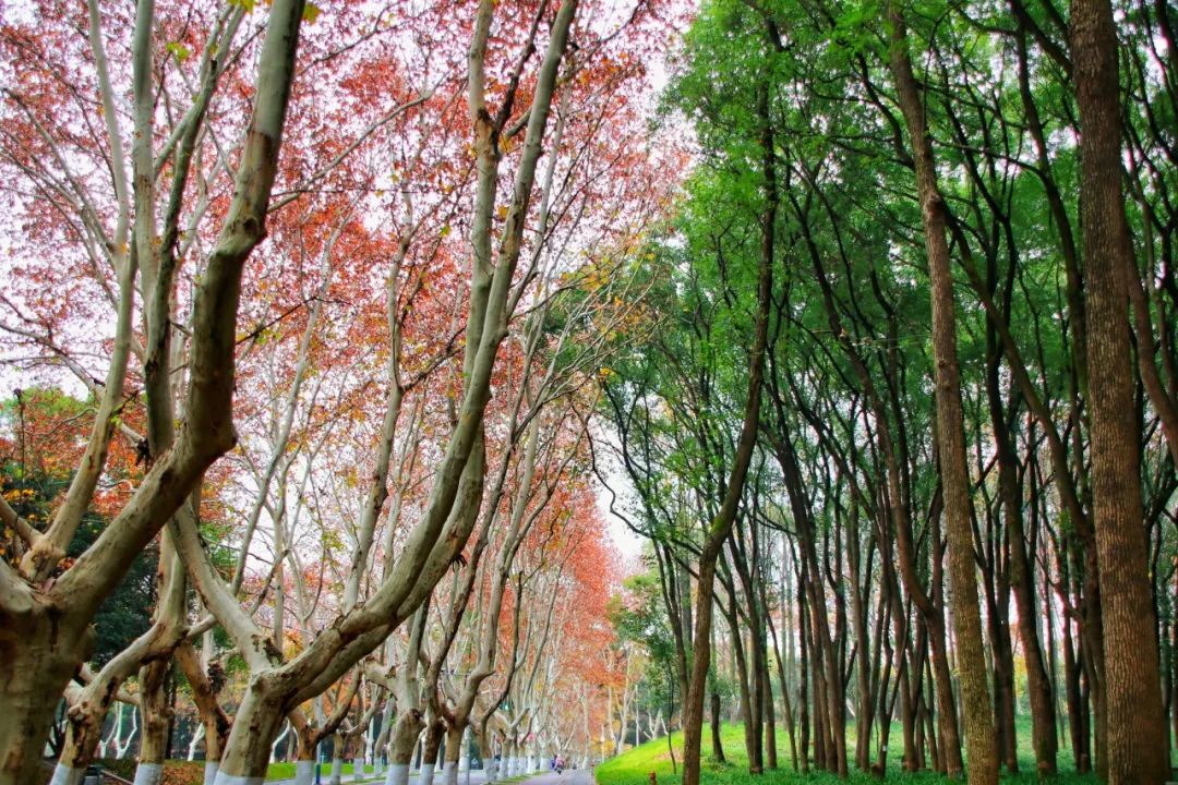 都是干货！带你了解华中科技大学2025年高校专项计划招生新变化-2.jpg
