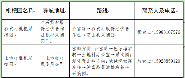 枇杷盛果期仅10天！速来琵琶镇，实现枇杷采摘自由！-1.png