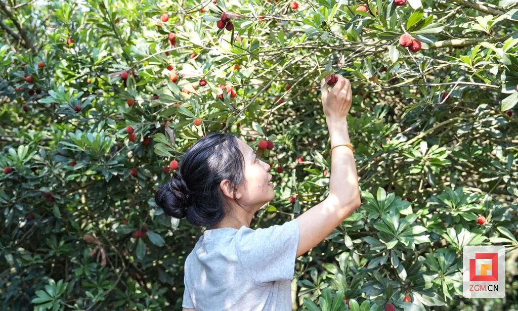 荣县度佳镇杨梅文旅季活动好吃又好耍！-2.jpg