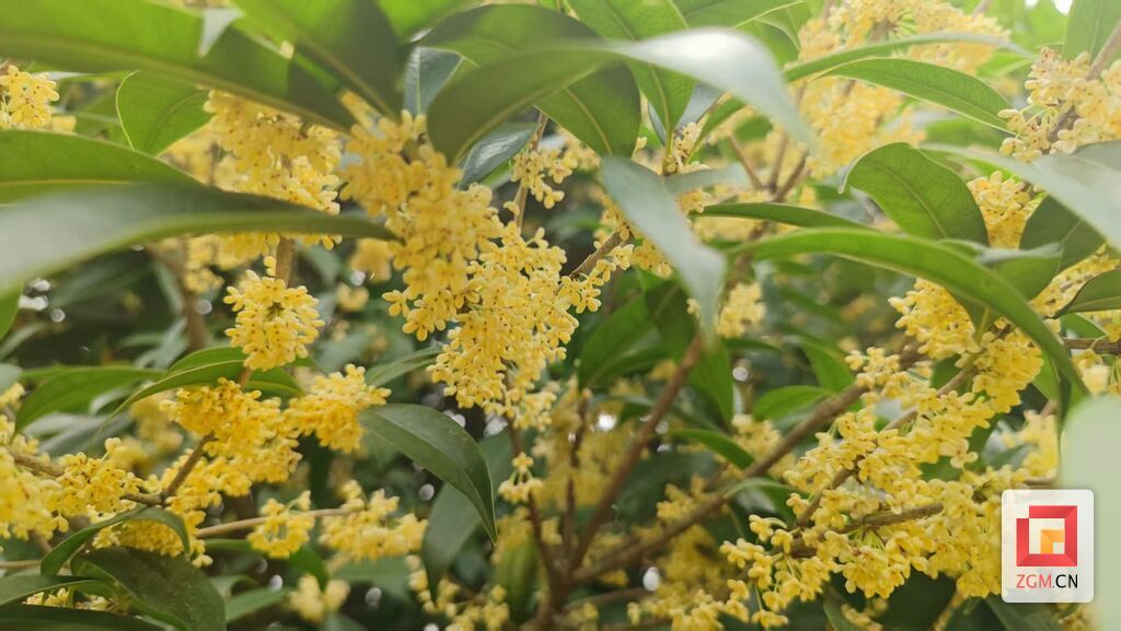 【魅力盐都】荣州大地桂花馥郁 手工花茶颇受青睐-1.jpg