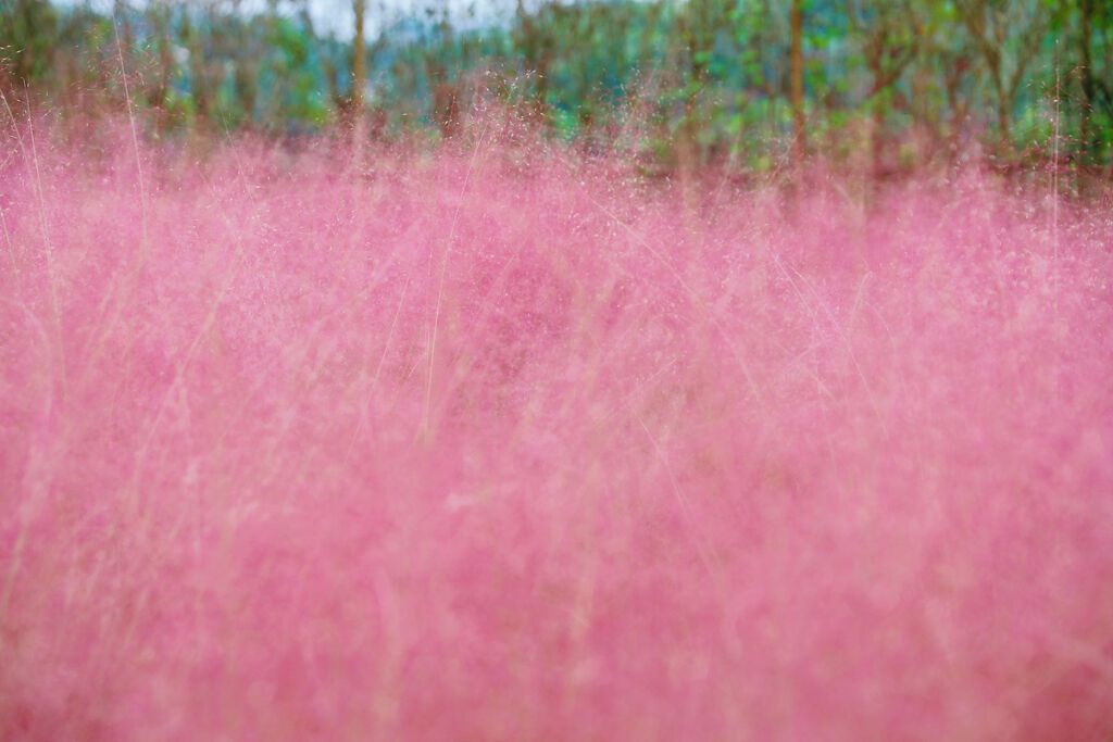 【花漾贡井】风中有信 贡井花开已成海~-2.jpg