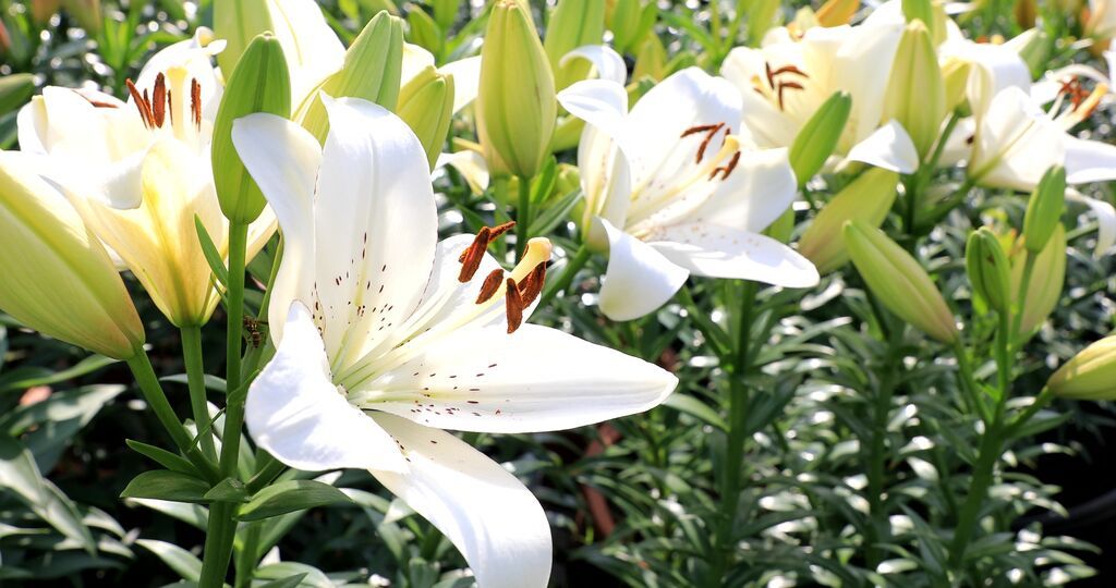 【花漾贡井】风中有信 贡井花开已成海~-4.jpg