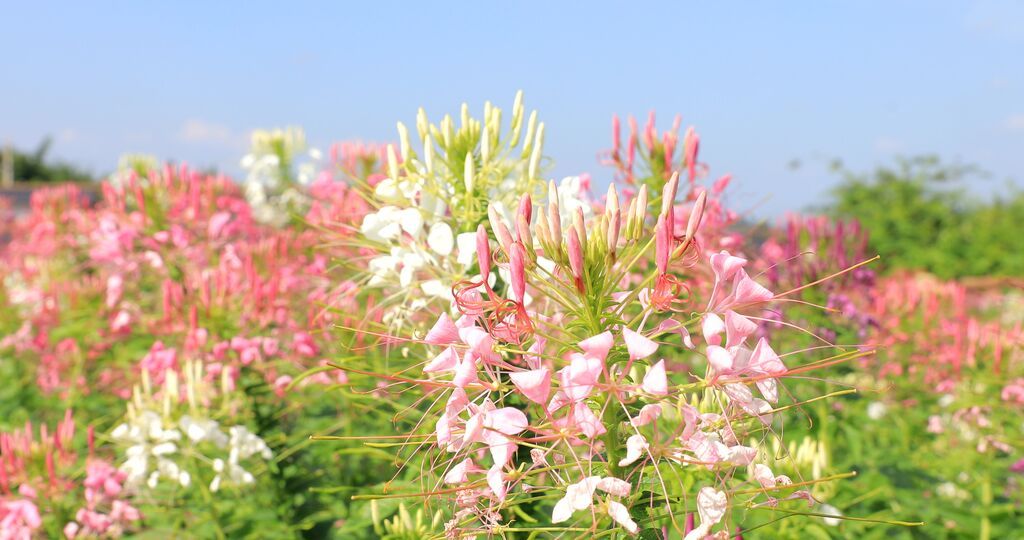 【花漾贡井】风中有信 贡井花开已成海~-1.jpg