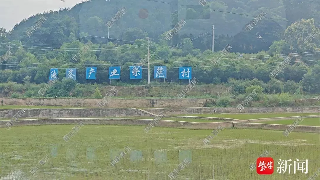 江苏养羊人赌上全部身家，轻信贵州 “熟人” ，将543只羊运到贵州养殖，全离奇失踪-4.webp