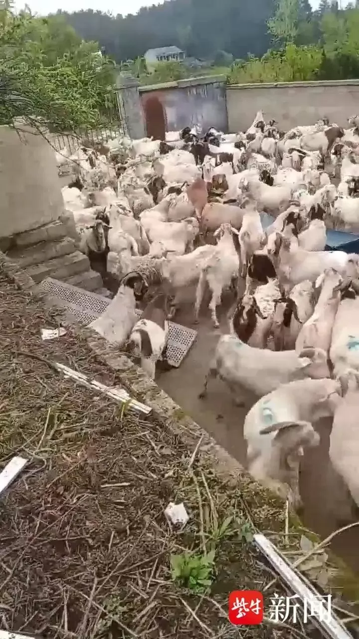 江苏养羊人赌上全部身家，轻信贵州 “熟人” ，将543只羊运到贵州养殖，全离奇失踪-2.webp