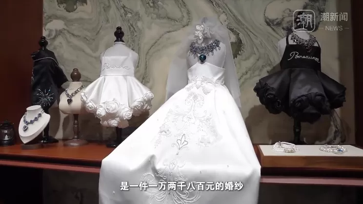 杭州现“12800元宠物婚纱”，店主回应热议：买家定制，买的是情感-1.webp